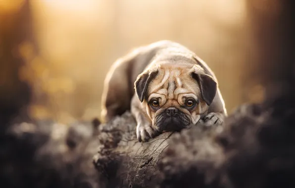 Dog, log, face, doggie, Pug