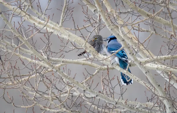 Birds, branches, tree, owl, spring, grey background, a couple, blue Jay