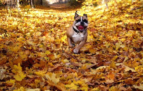 Autumn, leaves, each, dog, english bulldog