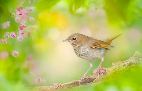 Bird, branch, Nightingale, bokeh, The Nightingale Whistler