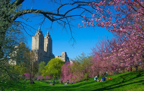 Trees, branches, the city, spring, New York, USA, flowering, skyscrapers