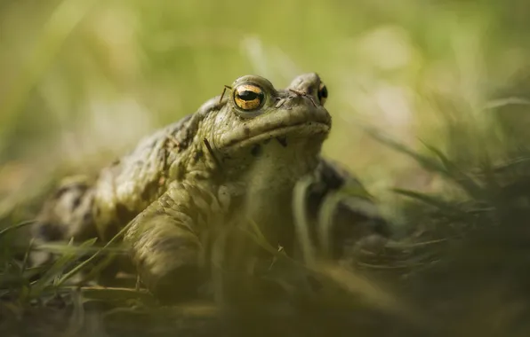 Sight, reptile, toad, animal thoughts