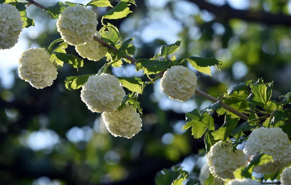 Leaves, light, flowers, Bush, branch, spring, garden, white
