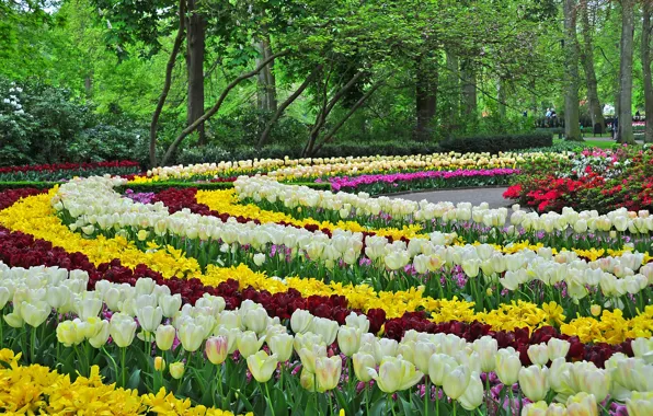 Picture design, Park, spring, tulips, flowerbed