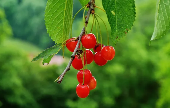 Branches, nature, cherry