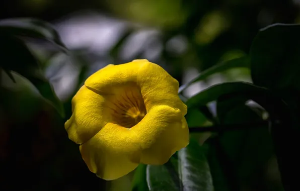 Flower, yellow, petals