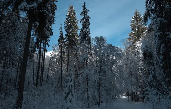 Winter, forest, landscape, morning