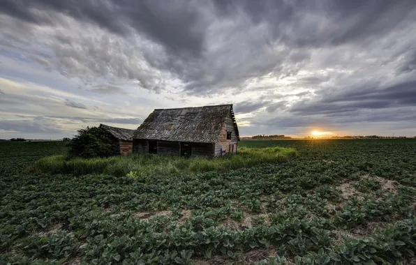 Field, house, morning