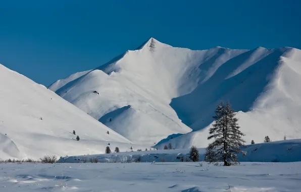 Snow, mountains, tree, Yakutia