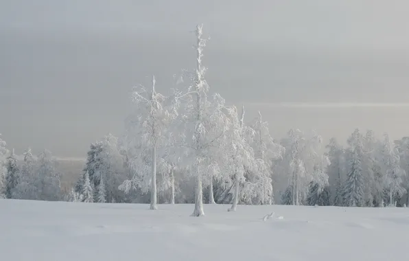 Winter, trees, landscape, fog