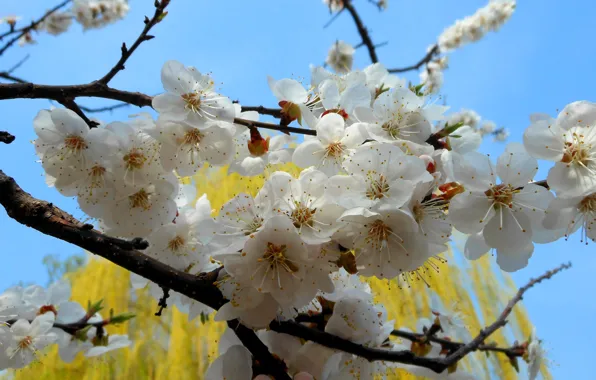 Flowers, nature, tree, branch, spring, apricot