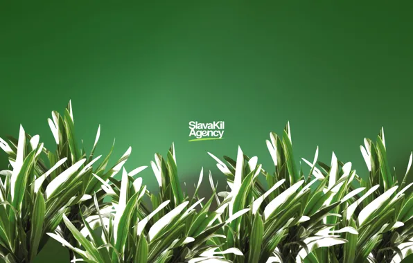 Flowers, color, bright, slavaki, Agency