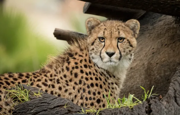 Picture look, face, background, portrait, Cheetah, lies, snag