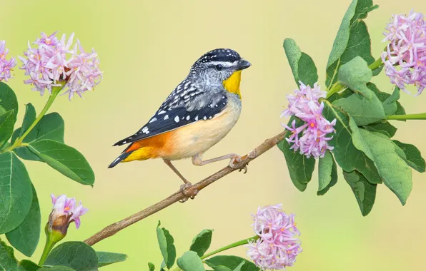 Flowers, branches, bird, Leopard rainbow bird