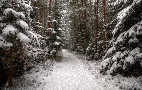 Winter, forest, snow, traces, spruce, track, coniferous