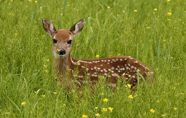 Picture greens, grass, look, deer