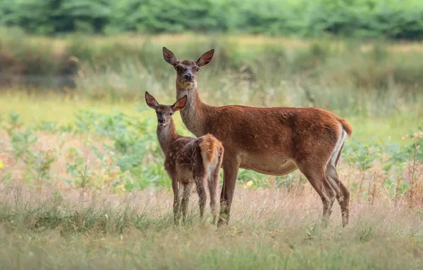 Glade, deer, fawn, mom