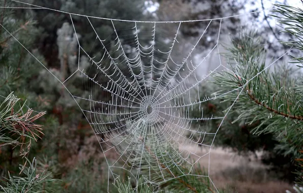 Picture frost, macro, nature, web