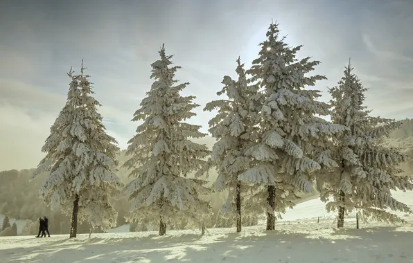 Winter, frost, forest, the sky, the sun, clouds, light, snow