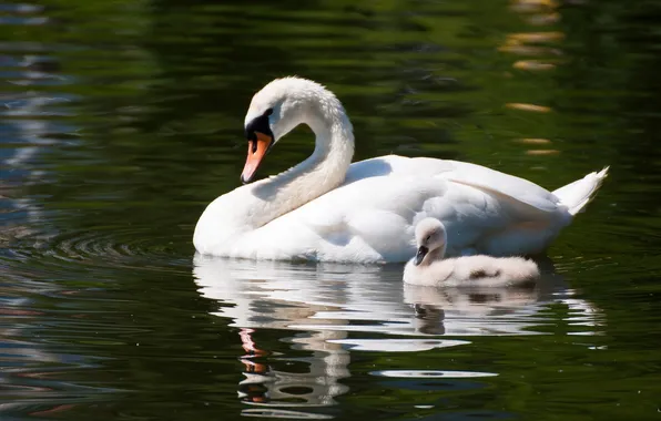 Picture birds, family, pair, swans, chick, Lebedenko