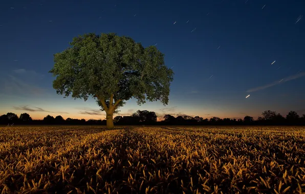 Picture field, trees, landscape, night