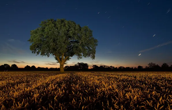 Field, landscape, night, tree