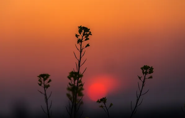 The sky, sunset, plant, silhouette
