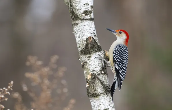Nature, tree, bird, woodpecker, trunk, birch, grey background, woodpecker Golden