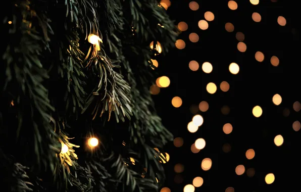 Picture branches, lights, tree, spruce, yellow, tree, garland, bokeh