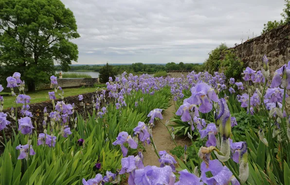 The sky, clouds, flowers, Park, tree, spring, dal, irises