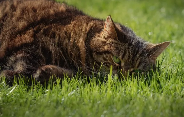 Cat, grass, cat, look, face, grey, relax, portrait