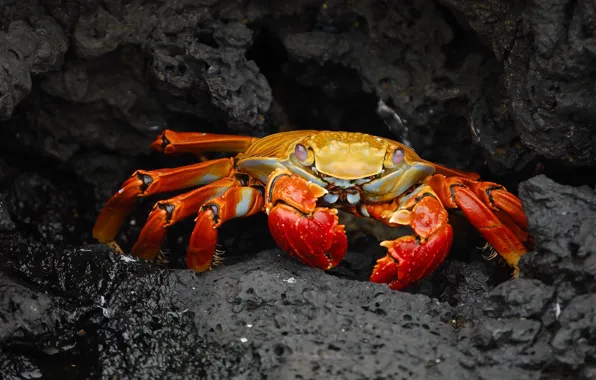 Picture the dark background, stones, crab, claws