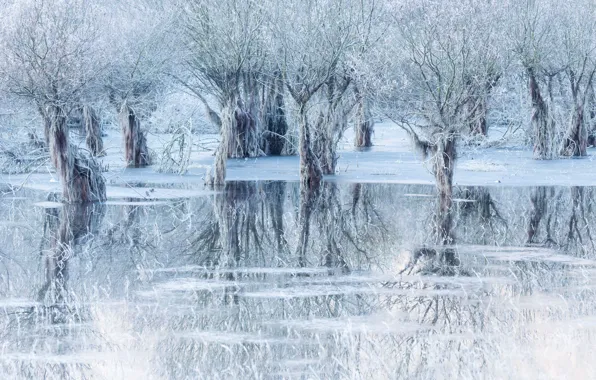 Picture Winter, Reflection, Trees, Ice, Italy, Italy, Belluno, Belluno