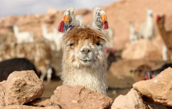 Nature, Lama, Bolivia