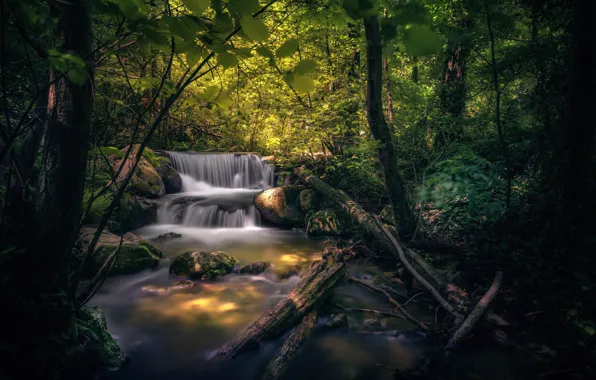 Picture forest, stream, stones