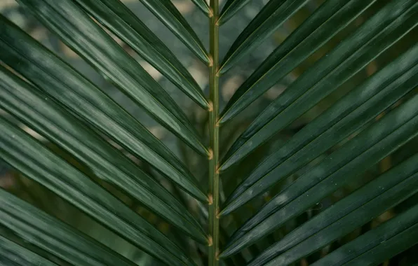 Macro, Palma, leaf, plant, branch, green
