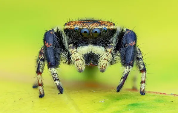 Eyes, macro, black, spider, yellow background, jumper, jumper, spider