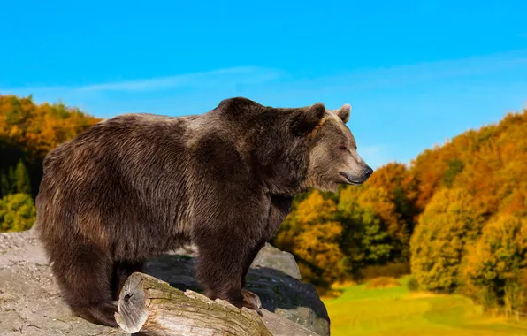 Autumn, look, nature, pose, bear, bear, face, brown