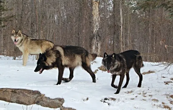 Nature, snow, predator, face, animal, wolf, wildlife, portrait