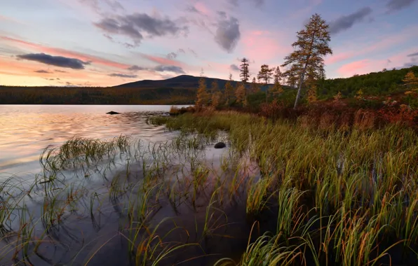 Autumn, grass, trees, hills, shore, pond, pine