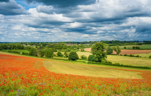Field, forest, summer, the sky, clouds, trees, landscape, flowers