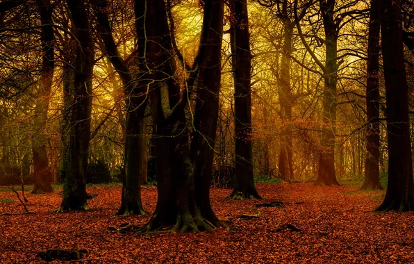 Autumn, forest, nature