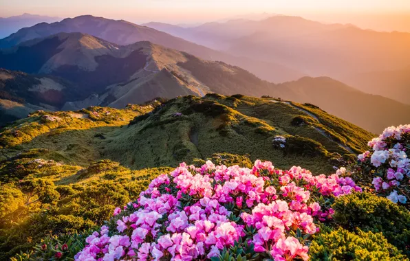 Greens, light, flowers, mountains, nature, fog, hills, bright