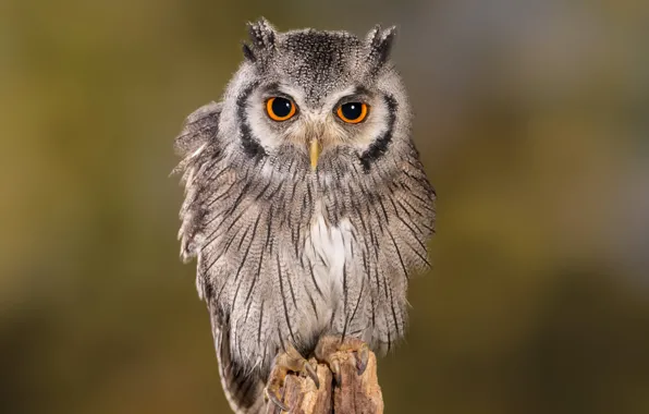 Owl, bird, beak, owlet