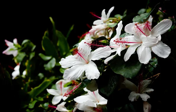 Leaves, flowers, Bush, garden, white, black background, hibiscus