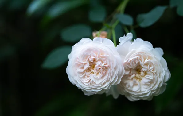 Flowers, the dark background, roses, white, Duo