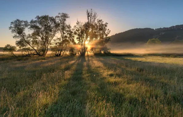 Picture field, tree, dawn, morning, Germany