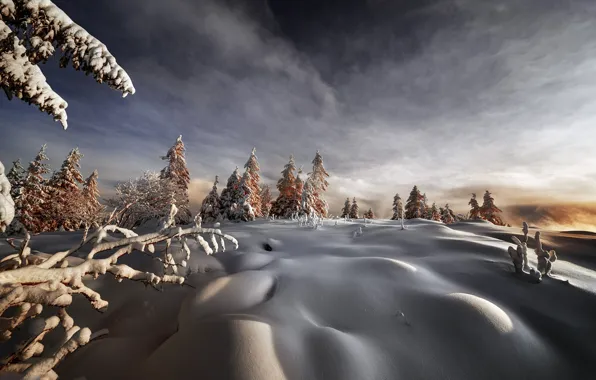 Winter, frost, field, forest, the sky, clouds, snow, branches