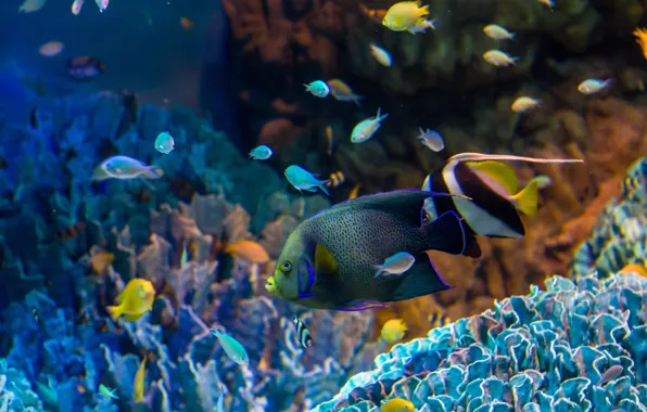 Picture fish, aquarium, corals