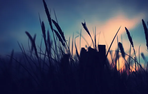Picture the sky, grass, macro, sunset, plants
